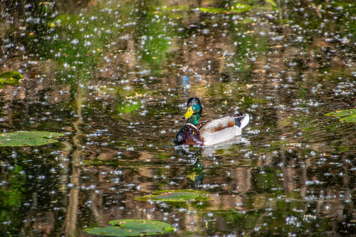 Duck between some fluff